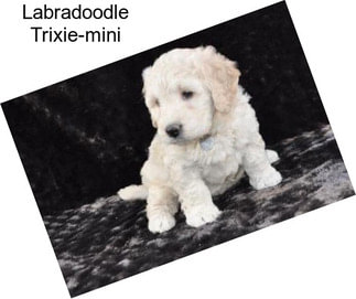 Labradoodle Trixie-mini
