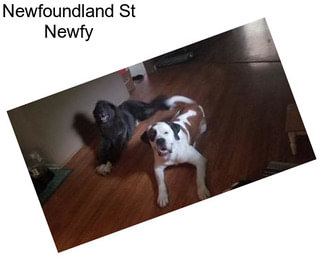 Newfoundland St Newfy