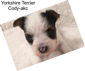 Yorkshire Terrier Cody-akc