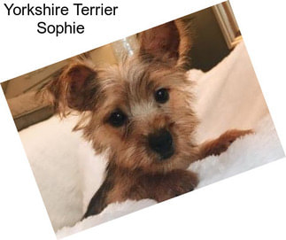 Yorkshire Terrier Sophie