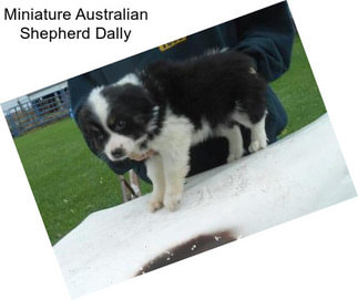 Miniature Australian Shepherd Dally