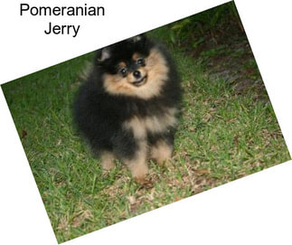 Pomeranian Jerry