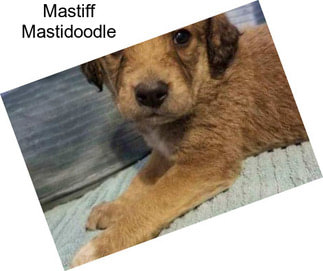 Mastiff Mastidoodle