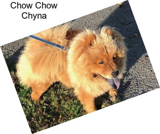 Chow Chow Chyna