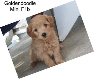 Goldendoodle Mini F1b