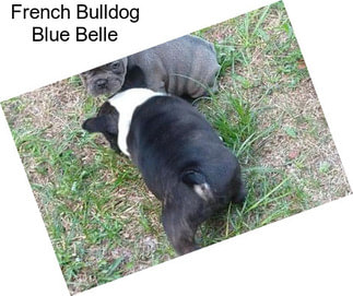 French Bulldog Blue Belle