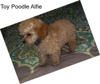 Toy Poodle Alfie