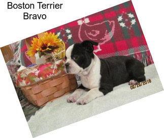 Boston Terrier Bravo