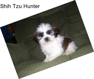 Shih Tzu Hunter