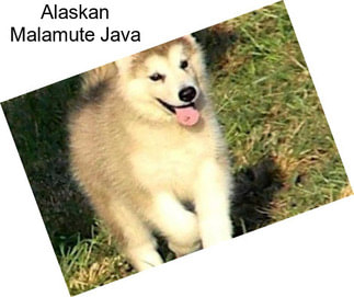 Alaskan Malamute Java