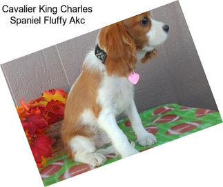 Cavalier King Charles Spaniel Fluffy Akc