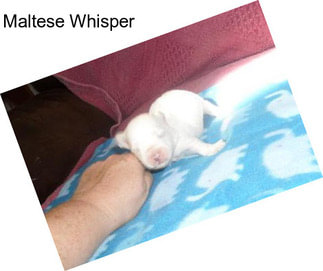 Maltese Whisper