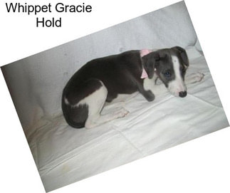 Whippet Gracie Hold