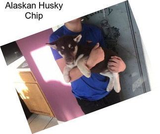 Alaskan Husky Chip