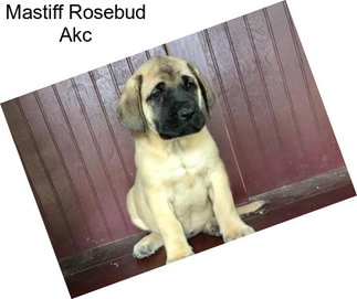Mastiff Rosebud Akc