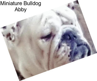 Miniature Bulldog Abby