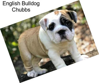 English Bulldog Chubbs