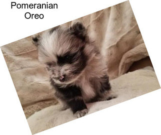 Pomeranian Oreo