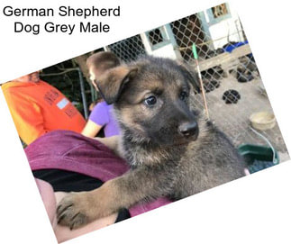 German Shepherd Dog Grey Male