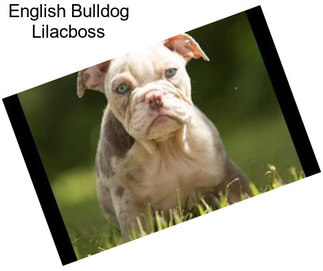 English Bulldog Lilacboss