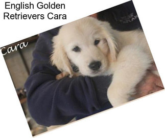 English Golden Retrievers Cara