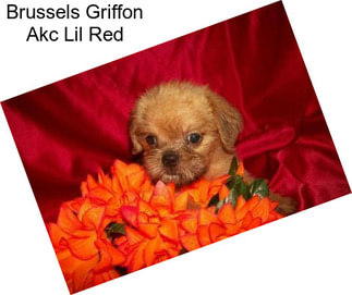 Brussels Griffon Akc Lil Red