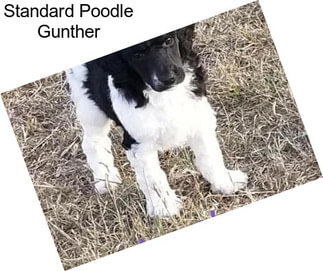 Standard Poodle Gunther