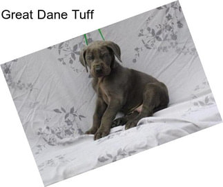 Great Dane Tuff