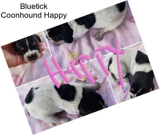 Bluetick Coonhound Happy