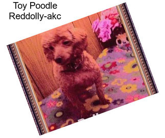Toy Poodle Reddolly-akc