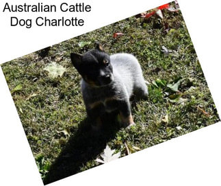 Australian Cattle Dog Charlotte