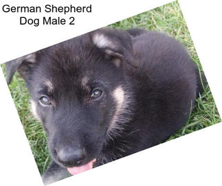 German Shepherd Dog Male 2