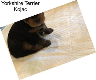 Yorkshire Terrier Kojac
