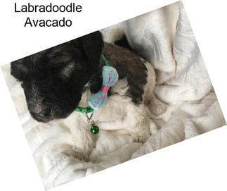 Labradoodle Avacado