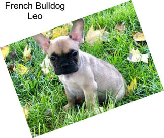 French Bulldog Leo