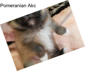 Pomeranian Akc