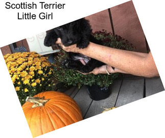 Scottish Terrier Little Girl