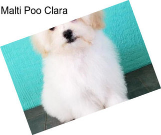 Malti Poo Clara