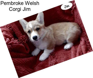 Pembroke Welsh Corgi Jim