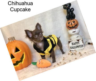 Chihuahua Cupcake