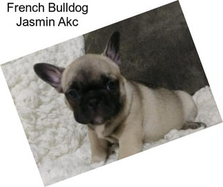 French Bulldog Jasmin Akc