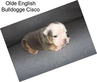 Olde English Bulldogge Cisco