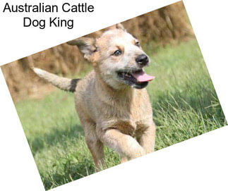 Australian Cattle Dog King