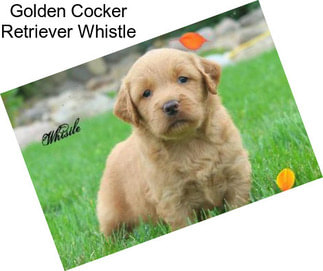 Golden Cocker Retriever Whistle
