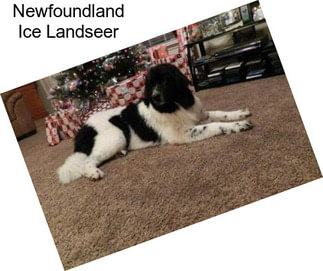 Newfoundland Ice Landseer