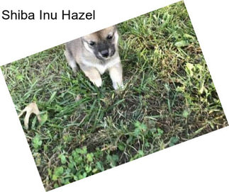 Shiba Inu Hazel