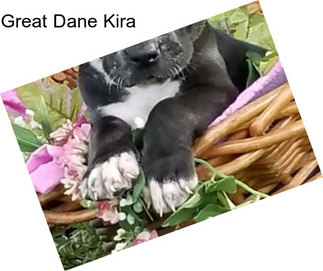 Great Dane Kira