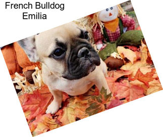 French Bulldog Emilia