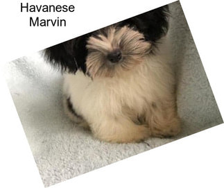 Havanese Marvin