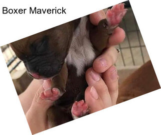 Boxer Maverick